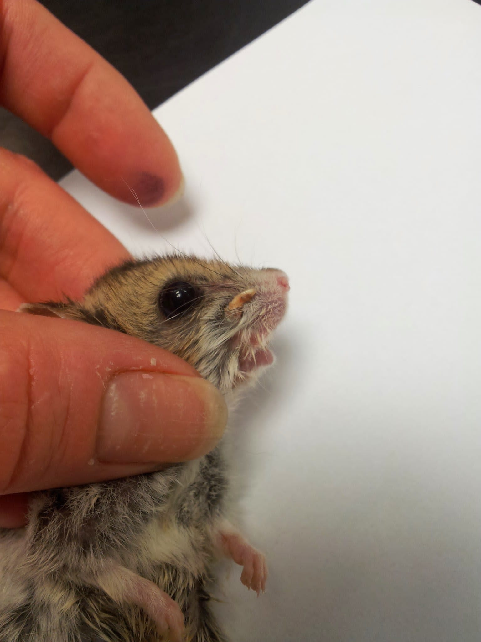 Longest living clearance dwarf hamster